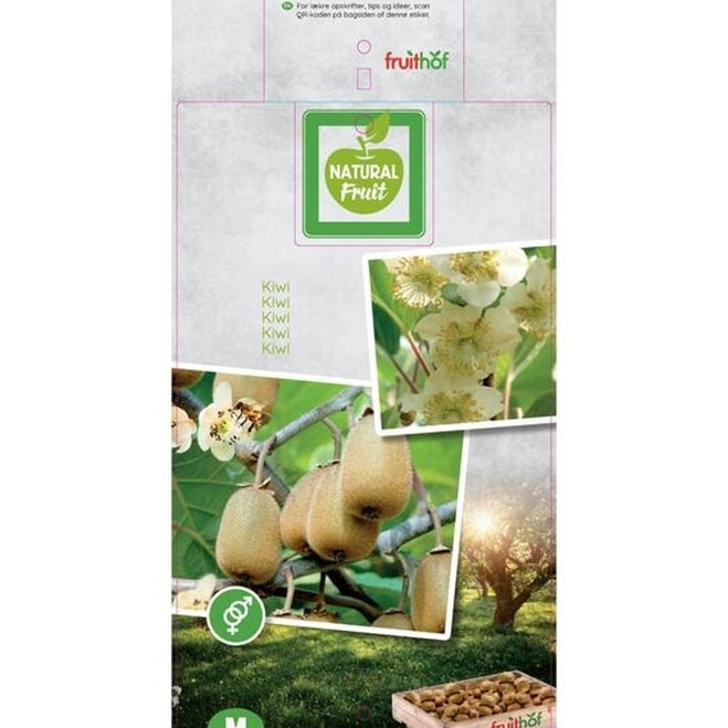 Kiwifrukt – Actinidia chinensis 'Duo' - C5